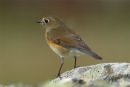 Red-flanked Bluetail