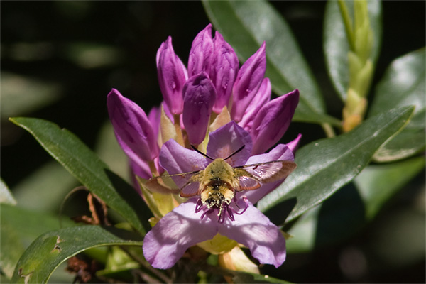 Broad-bordered Bee Hawkmoth