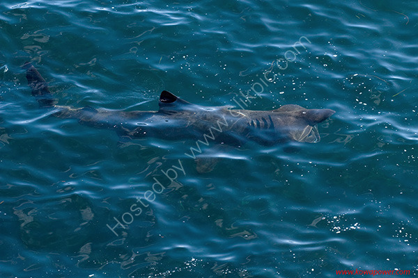 Basking Shark