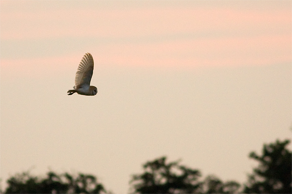 Barn Owl, Westleton