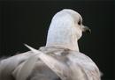 Iceland Gull