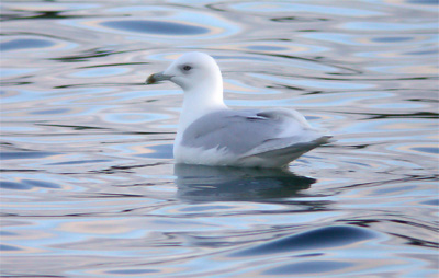 Iceland Gull