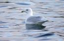 Iceland Gull