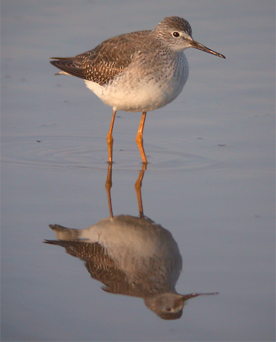 Lesser Yellowlegs