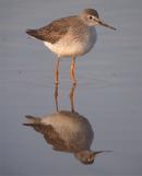 Lesser Yellowlegs