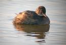 Little Grebe