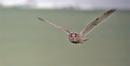 Long-eared Owl
