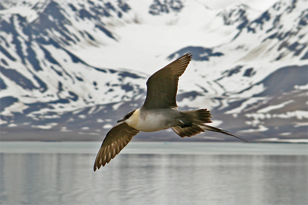 Long-tailed Skua, Blomstrandhalvoya