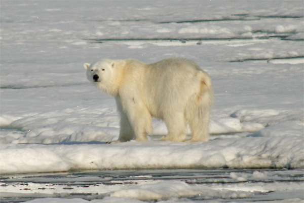 Polar bear on sea ice, Palanderbukta