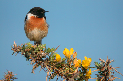 Stonechat