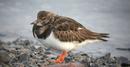 Turnstone