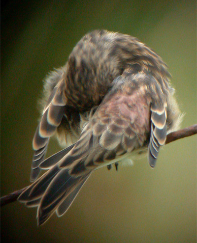 Twite on fence