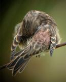 Twite on fence