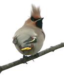 Waxwing