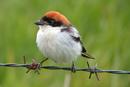 Woodchat Shrike
