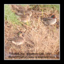 Baikal Teal, Minsmere