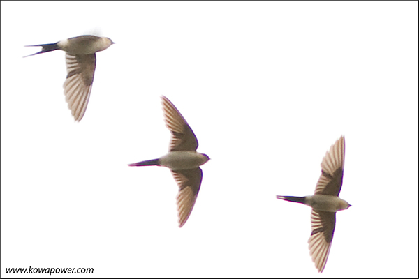 Red-rumped Swallow