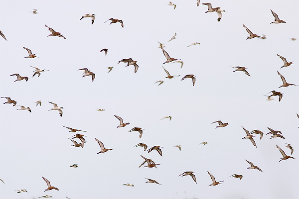 Waders at Minsmere