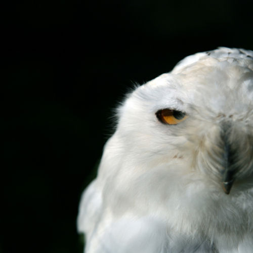 Snowy Owl, portrait