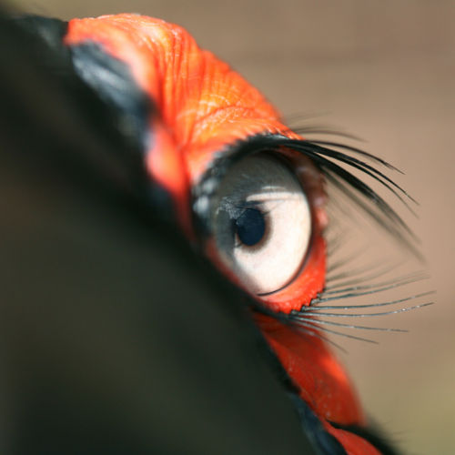 Eye of a Southern Ground Hornbill
