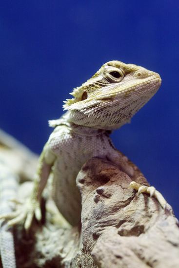 Bearded Gecko