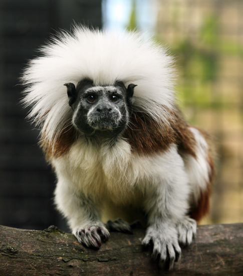 Cotton top Tamarin