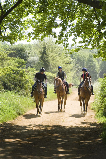 Horses in the woods, Exning, Newmarket Suffolk