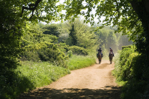 Horses walking, Exning, Newmarket