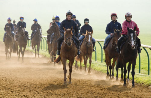 A group of racehorses on the Gallops, Newmarket