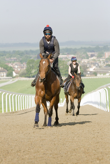 The gallops, Newmarket