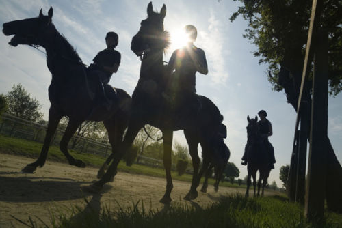 Returning to Stables, Newmarket Suffolk