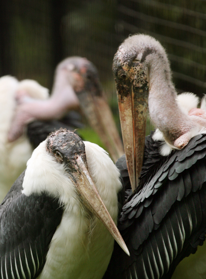 Three Marabou storks