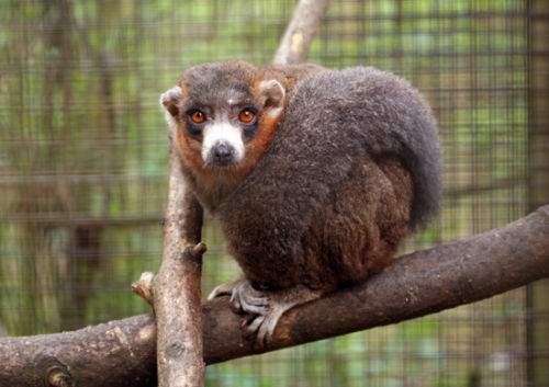 Ruffed Lemur