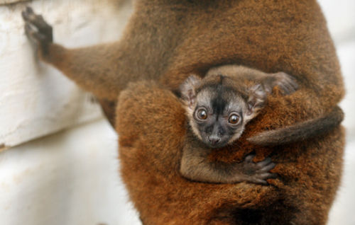 Baby Ruffed Lemur