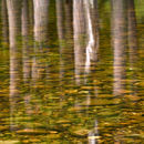 On Reflection