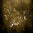 The Cobweb