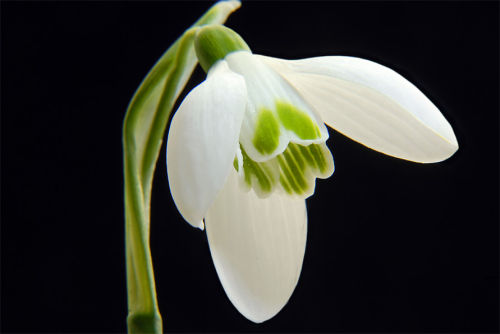 snowdrop