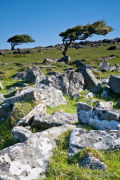 Granite and trees
