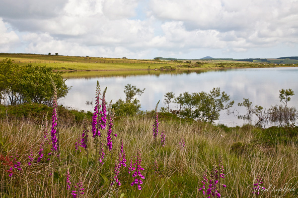 Foxgloves beside Colliford Lake on Bodmin Moor