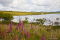 Foxgloves at Colliford lake