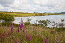 Foxgloves beside Colliford Lake on Bodmin Moor
