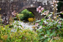 Wild flowers at Respryn bridge