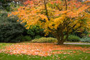 Ironwood tree in autumn