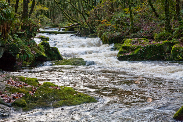 The River Fowey at Golitha Falls