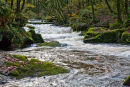 The River Fowey at Golitha Falls