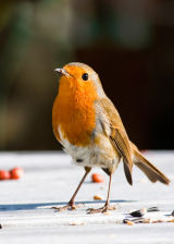 Robin