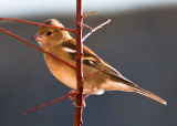Female chaffinch