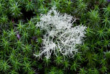 Lichen on moss