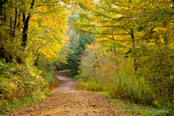 Largin Woods above the Glynn Valley