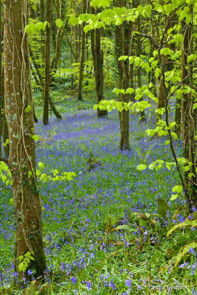 Bluebells near Sandplace, Looe